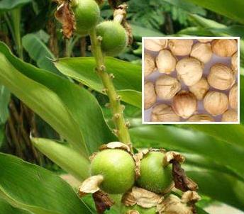 Cardamom seeds